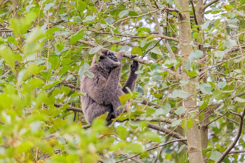 A silvery gibbon (Hylobates moloch) sits in a tree looking into the camera. Java, Indonesia
