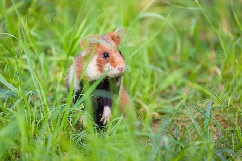 A European hamster (Cricetus cricetus), Eurasian hamster, black-bellied hamster or common hamster, standing tall in high grass, watching his surrounding for enemies and other hamsters