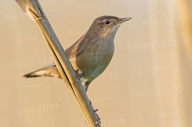 Reed warbler, (Locustella luscinioides), Locustelle luscinioïde, Animals, Birds, Songbirds, Family of warblers, Eich-Gimbsheimer Altrhein, Worms district, Rhineland-Palatinate, Federal Republic of Germany