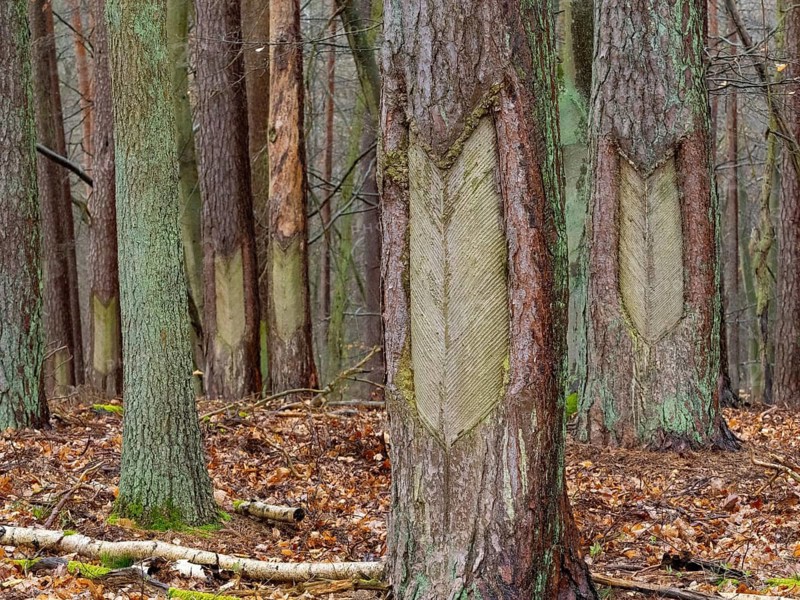 Live resin on a pine trunk, Müritz National Park, Mecklenburg-Western Pomerania, Germany