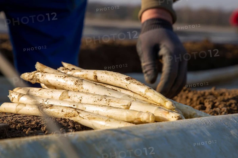 Asparagus harvest at farmer Hartmut Magin's in Mutterstadt, Rhineland-Palatinate