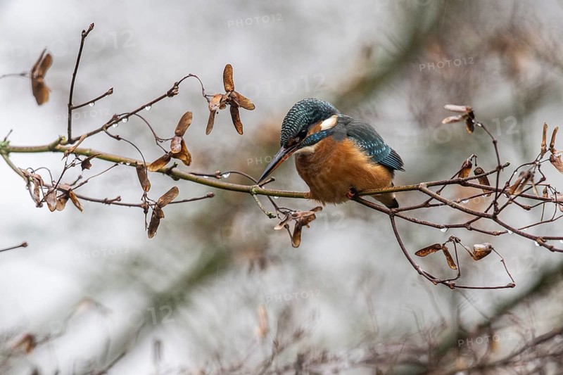 Common kingfisher (Alcedo atthis), Emsland, Lower Saxony, Germany