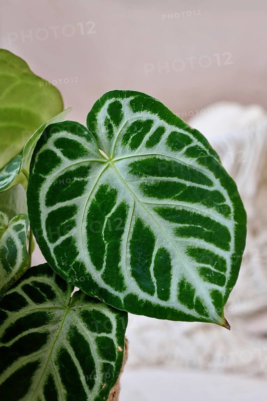 Close up of beautiful exotic leaf of 'Silver Blush Anthurium Crystallinum' houseplant