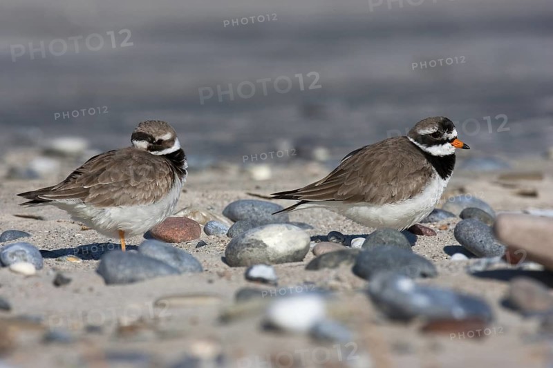 Common Ringed Plover (Charadrius hiaticula) female, Schleswig-Holstein, Germany