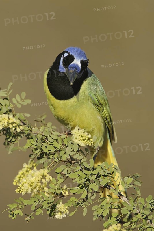Green Jay (Cyanocorax luxuosus), Texas, USA