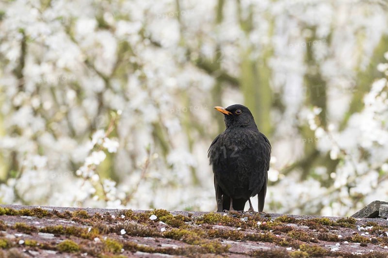 A blackbird (Turdus merula), male, sitting on a mossy roof with flowering trees in the background, Hesse, Germany