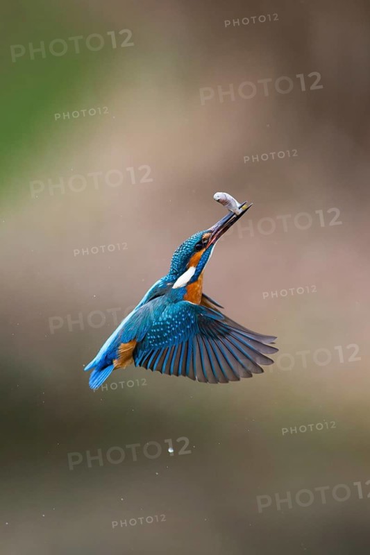 Kingfisher (Alcedo attis), adult male, in flight returning to its perch on a branch with a caught fish, Hesse, Germany