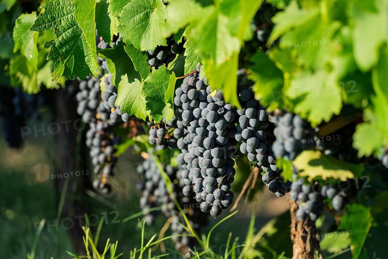 Vine (Vitis vinifera), ripe blue grapes with foliage against the light, vineyard, Luján de Cuyo, Mendoza, Argentina