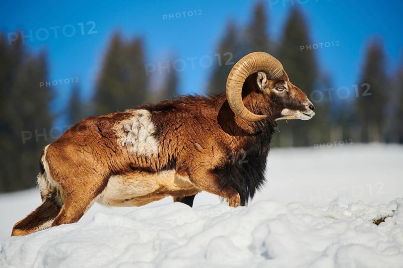 European mouflon (Ovis aries musimon) ram on a snowy meadow in the mountains in tirol, Kitzbühel, Wildpark Aurach, Austria