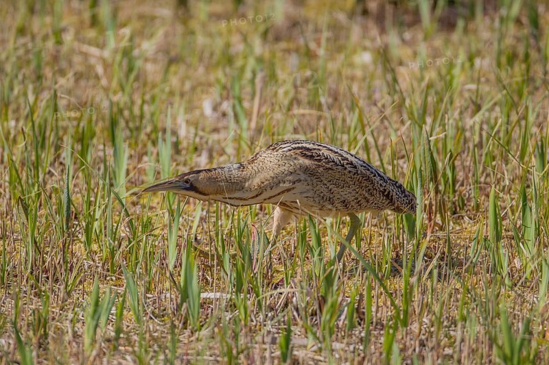 Great or Eurasian bittern (Botaurus stellaris) adult heron bird in a reedbed in spring, RSPB Minsmere nature reserve, Suffolk, England, United Kingdom