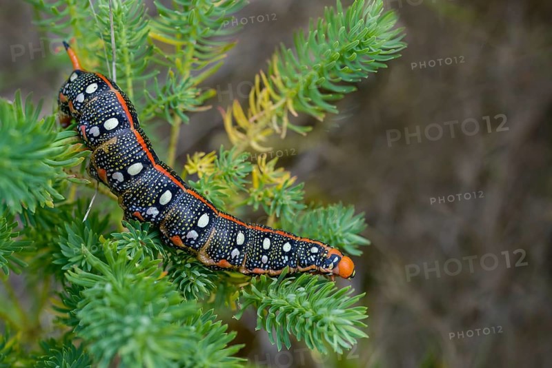 Hyles euphorbiae, milkweed swarmer, butterfly, inchworm, insects, moths, moths, moths, caterpillar, butterfly, swarmer, spurge hawk-moth