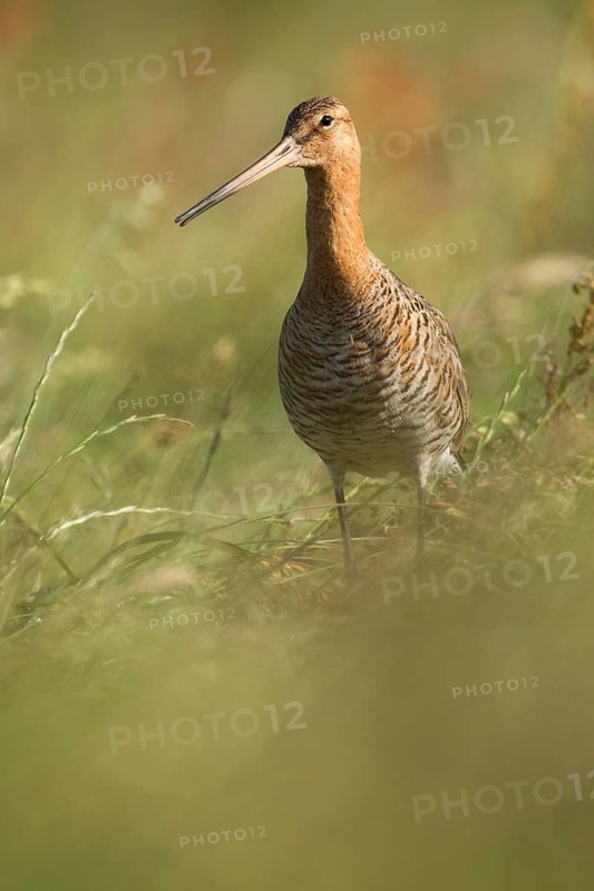Black-tailed Godwit (Limosa limosa) male, Texel, Netherlands