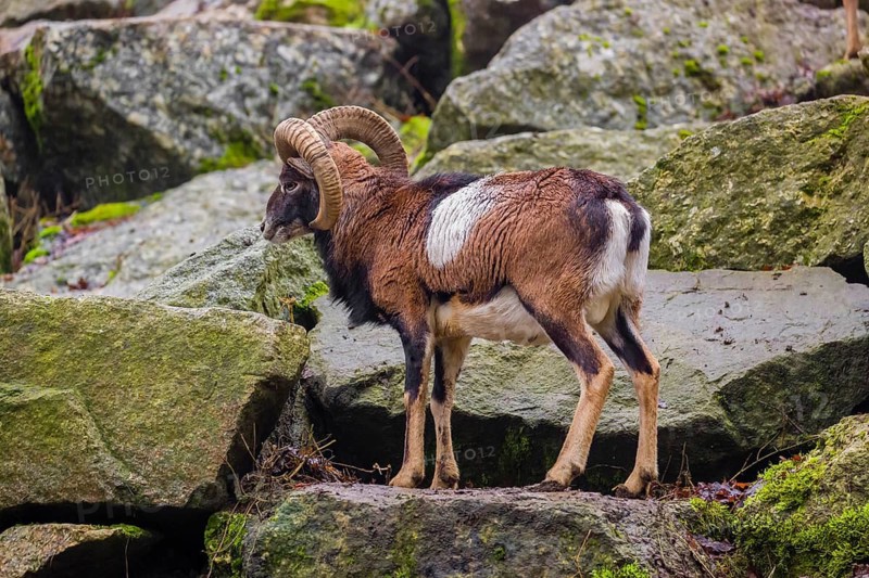 A male European mouflon (Ovis aries musimon) stands on a rocky slope