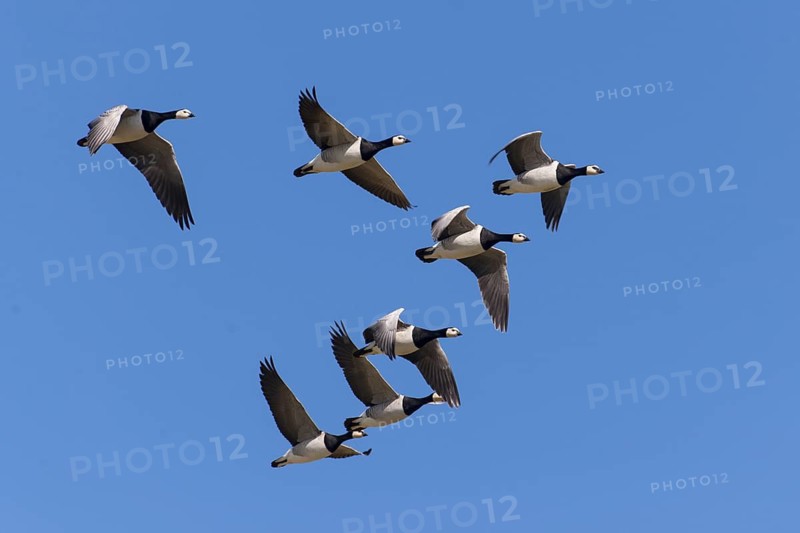 Barnacle Goose (Branta leucopsis) flock flying, Lower Saxony, Germany