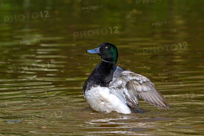 Greater scaup (Aythya marila, Anas marila) male, drake in breeding plumage flapping wings in lake