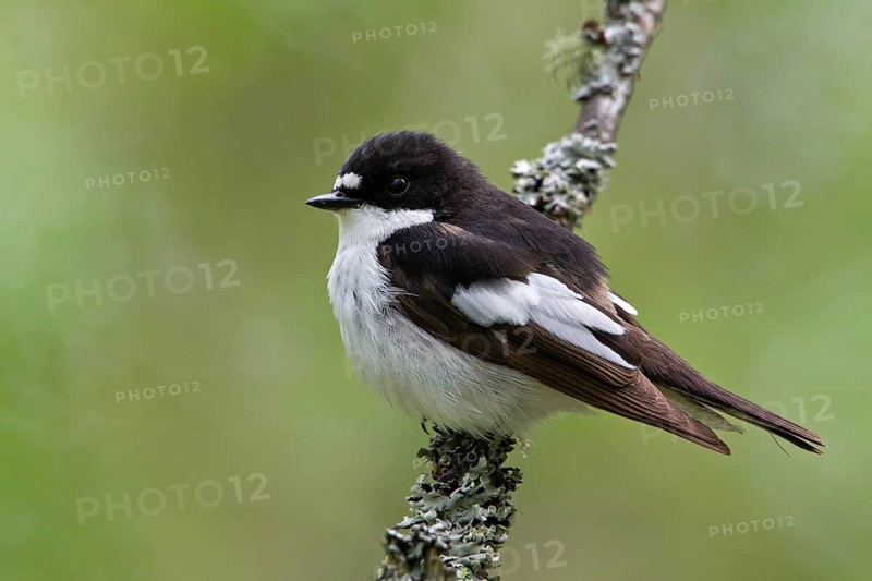 European Pied Flycatcher (Ficedula hypoleuca) male, Oulu, Finland
