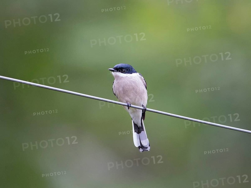Bar-winged Flycatcher-shrike (Hemipus picatus), Sri Lanka