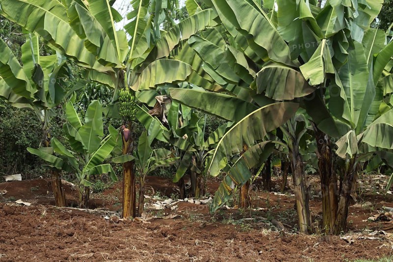 Banana trees (Musa acuminata x balbisiana) with fruit, banana tree, bananas, agriculture, Marangu, Tanzania