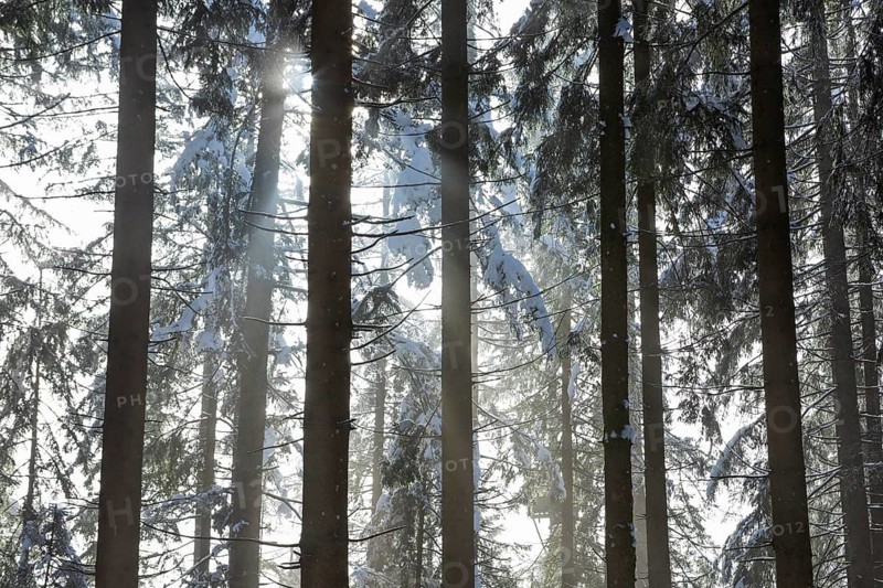 Deep snow-covered spruce forest with sunbeams against the light, Mondseeland, Salzkammergut, Upper Austria, Austria