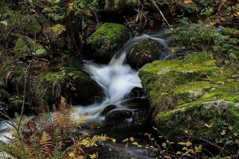 Gently flowing stream over moss-covered stones with leaves and vegetation, upper part of the Triberg Waterfall, Black Forest-Baarkreis, Baden-Württemberg, Germany