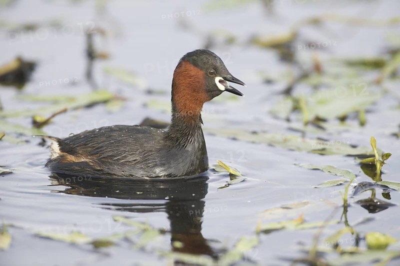 Little Grebe (Tachybaptus ruficollis) calling, Mecklenburg-Western Pomerania, Germany