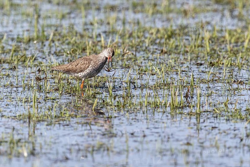 Redshank (Tringa totanus), Lower Saxony, Germany