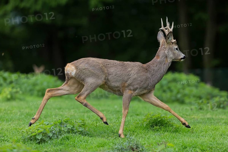 One male Roe Deer, Roe buck (Capreolus capreolus), running over a green meadow with some green trees in the background