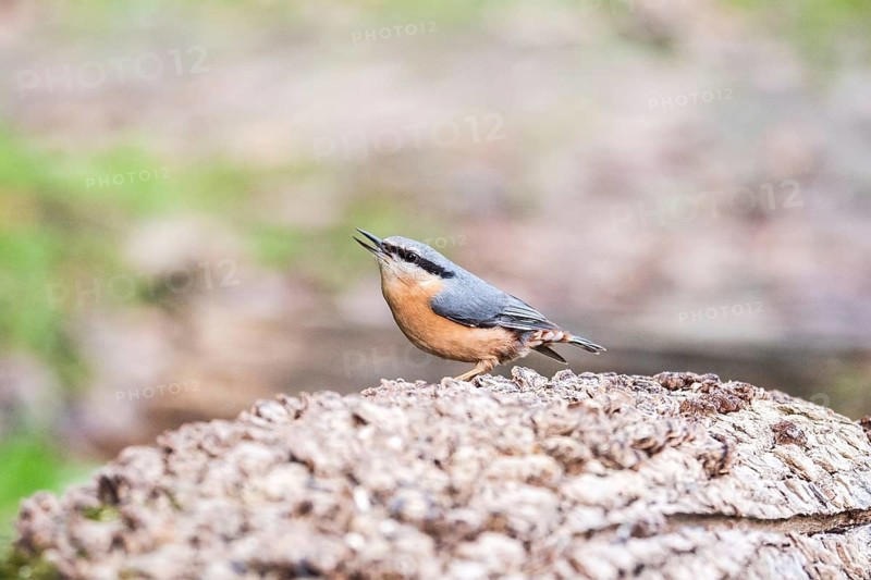 A Wood Nuthatch (Sitta europaea) poised on a rough wooden surface, showcasing its vibrant blue and orange plumage amidst a soft focus natural background in a European forest