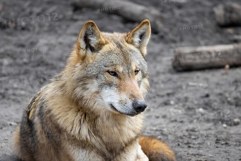 A wolf looks around in its forest enclosure in an animal park. Wolves are spreading increasingly in German forests again, Zoo, Weilburg, Hesse, Germany