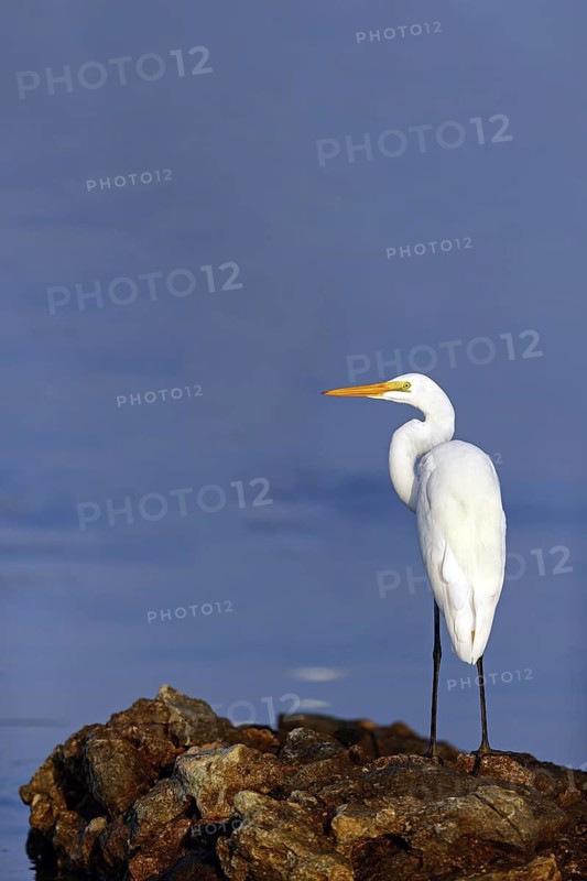 Great Egret, (Egretta alba), Ardea alba, Animals, Birds, Herons, Sur Masirah, Shannah, Ash Sharqiyah South, Oman
