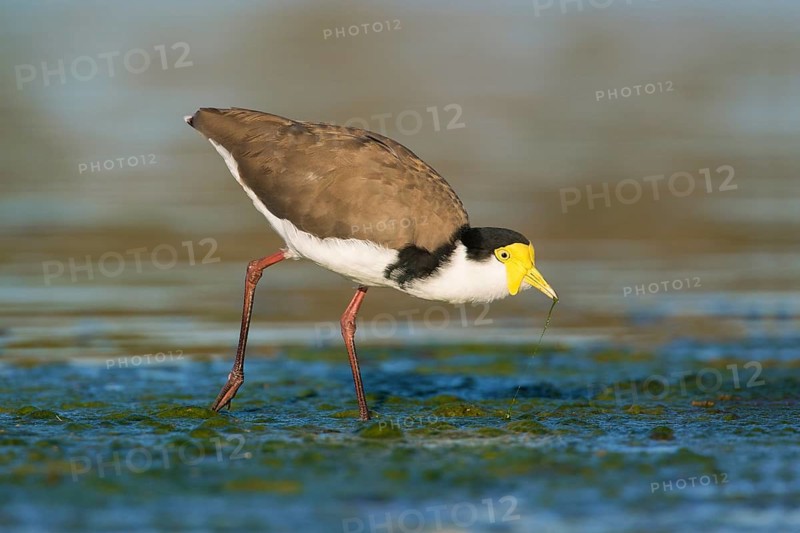 Masked Lapwing (Vanellus miles) foraging, Victoria, Australia