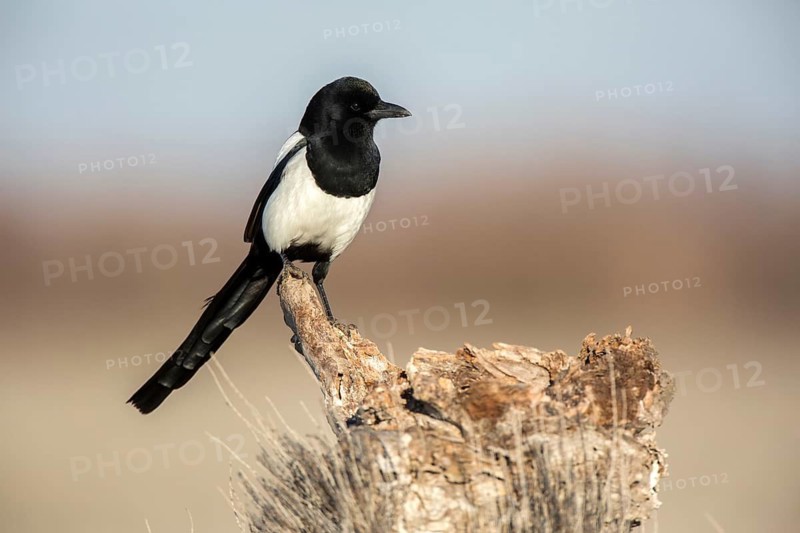 Eurasian magpie (Pica pica) perched on a stump, Castile-La Mancha, Spain