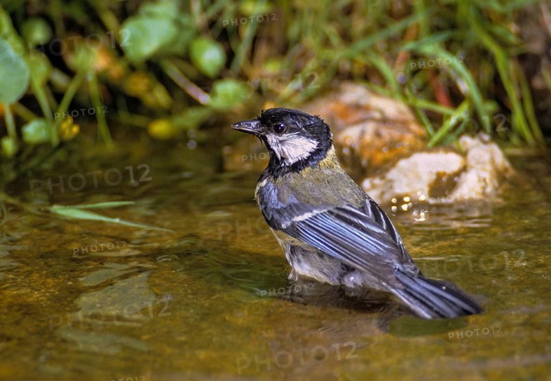 Great tit, great tit, parus major, bath, bird bath, birds, tit, passeri, songbirds, songbirds, tits, potions, birdbath, birds, watering place