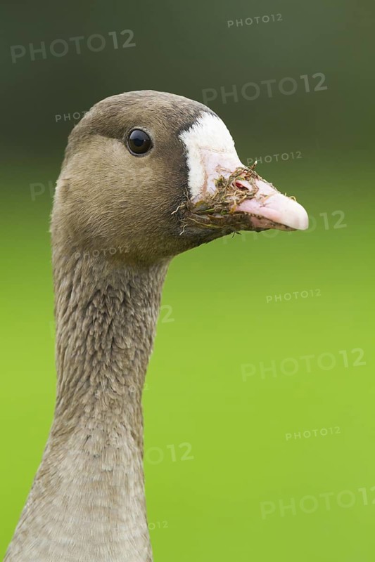 Greater White-fronted Goose (Anser albifrons), Schleswig-Holstein, Germany