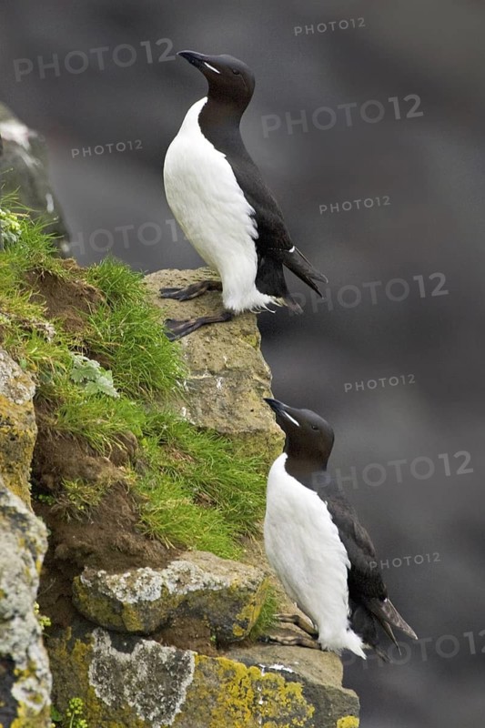 Thick-billed Murre (Uria lomvia), Alaska, USA
