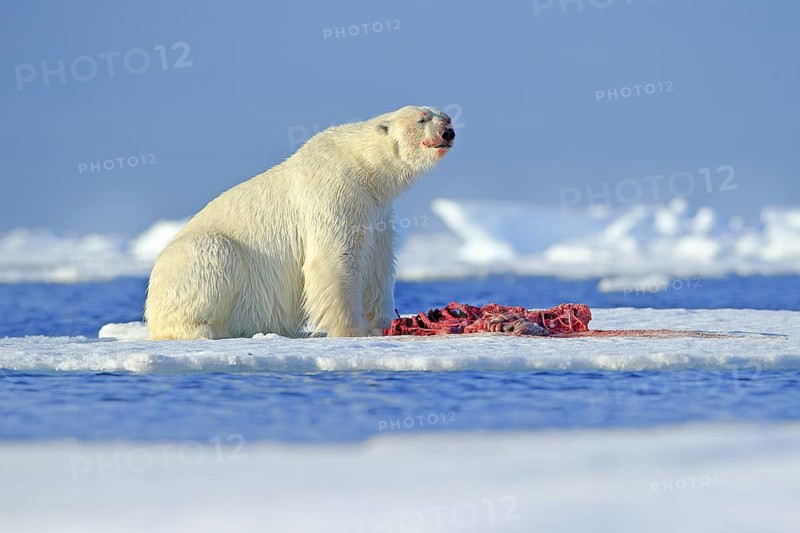 White polar bear on drift ice with snow feeding kill seal, skeleton and blood, Russia. Bloody nature with big animal. Polar bear, carcass of seal. Ice and blue sea with white bear. Dangerous animal