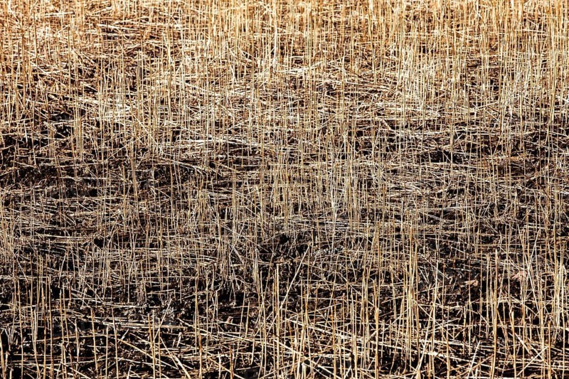 Structures in dry grass, closeup, with a blurred wipe effect