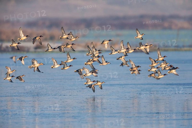 Eurasian Teal (Anas crecca), a flock flying over a partially frozen lake in winter, Texel, Holland