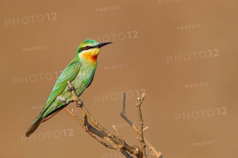 Blue-cheeked Bee-eater, (Merops persicus), family of bee-eaters, bird on perch, Al Mughsyal, Salalah, Dhofar, Oman