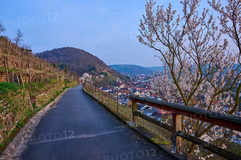 A trail through vineyards with views of the city and blooming almond trees, Klingenberg am Main, Churfranken, Untermain, Main, Spessart, Bavaria, Germany