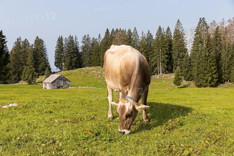 Cattle (Bovini) on a mountain meadow, in the background an old wooden hut, Arvenbüel, Amden, St. Gallen, Switzerland