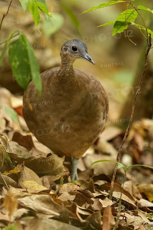 Great Tinamou (Tinamus major) perched on a branch in Guatemala in Central America