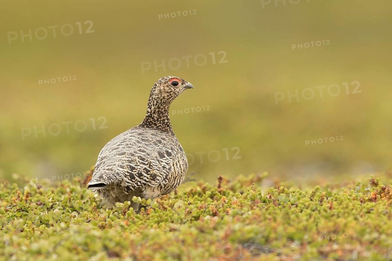 Willow Ptarmigan (Lagopus lagopus) female, Norway