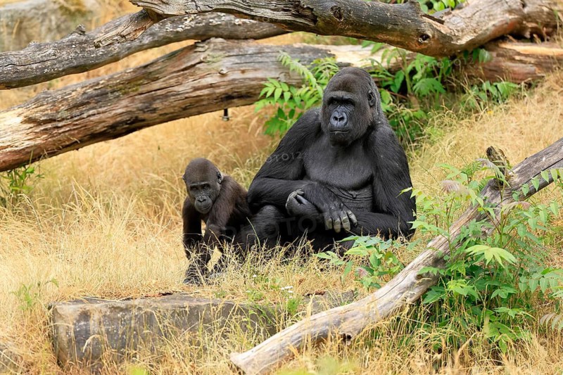 Western gorilla (Gorilla gorilla), adult, female, with young, sitting, on ground