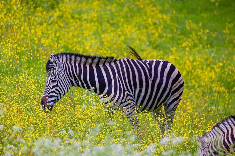 Chapman's zebra (Equus quagga chapmani) grazing on a yellow flowering meadow