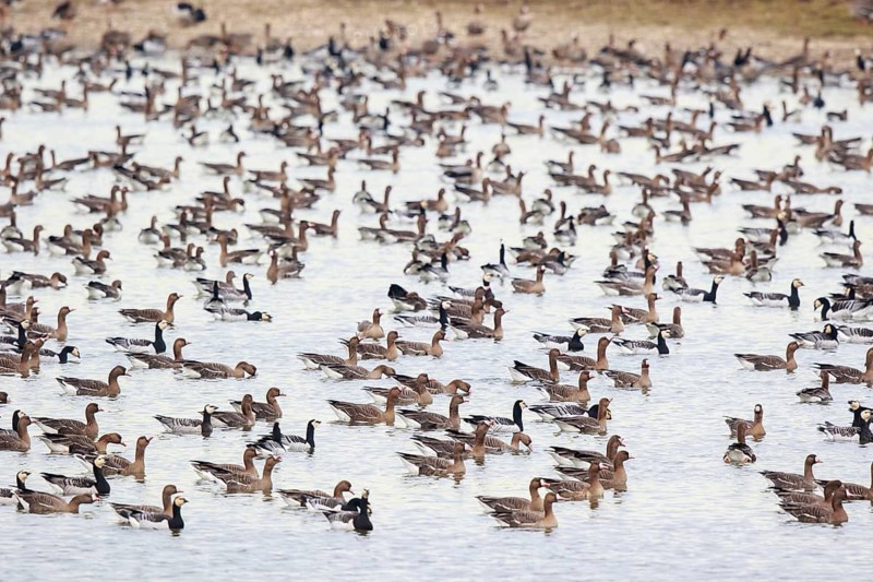 Greater White-fronted Goose & Barnacle Goose (Anser albifrons & Branta leucopsis) large group resting in water, North Rhine-Westphalia, Germany