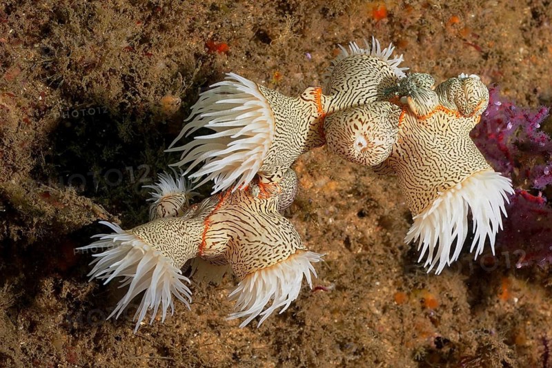 Tiger anemone (Nemanthus annamensis)
