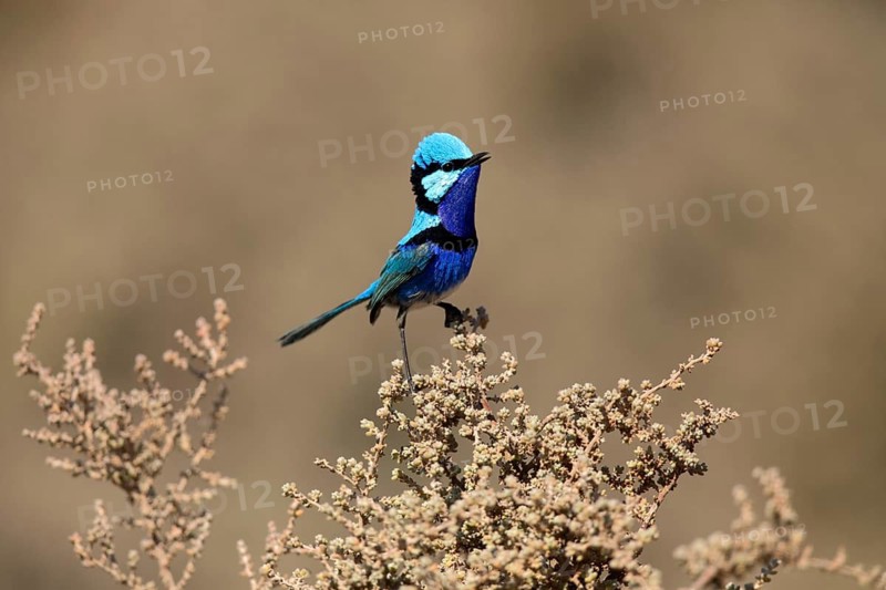Splendid Fairywren (Malurus splendens callainus) male perched on a branch, South Australia, Australia