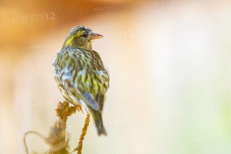 European greenfinch (Chloris chloris) sitting on a branch, Bavaria, Germany