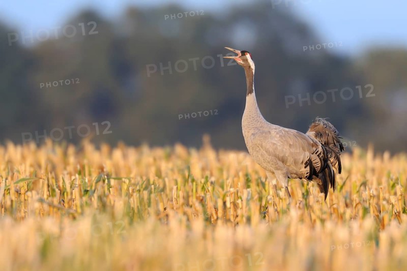 Common Crane (Grus grus) calling, Mecklenburg-Western Pomerania, Germany